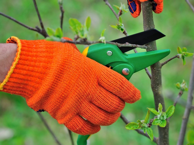Hands with gloves of gardener doing maintenance work, pruning th